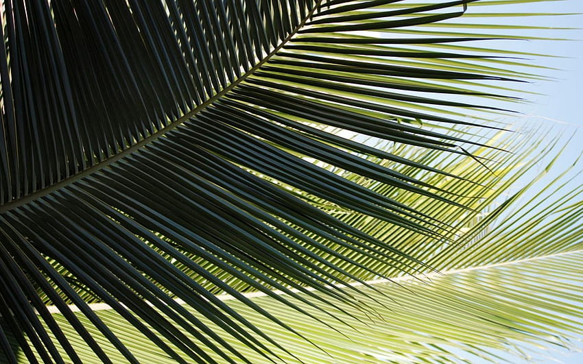 Coconut Palm Leaves Closeup Links and [] for your , Mobile & Tablet. Explore Large Palm Leaf . Tropical Leaf , Palm Leaves HD wallpaper