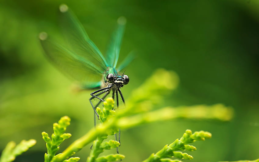 Insects, Dragonflies HD wallpaper | Pxfuel