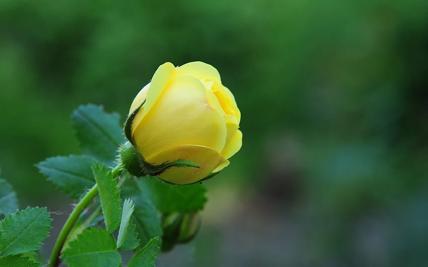 teilen Sie mit Freunden schöne Blume [] für Ihr , Handy & Tablet. Entdecken Sie Blumen s. Blume, Rosenblüten, erstaunliche Blume HD-Hintergrundbild