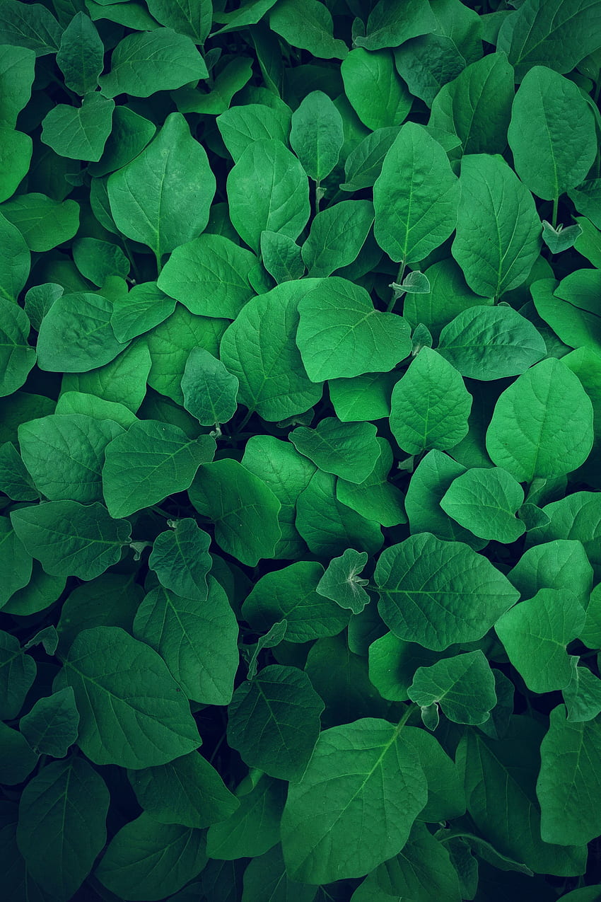 Природа, листа, растение, растителност, зеленина HD тапет за телефон