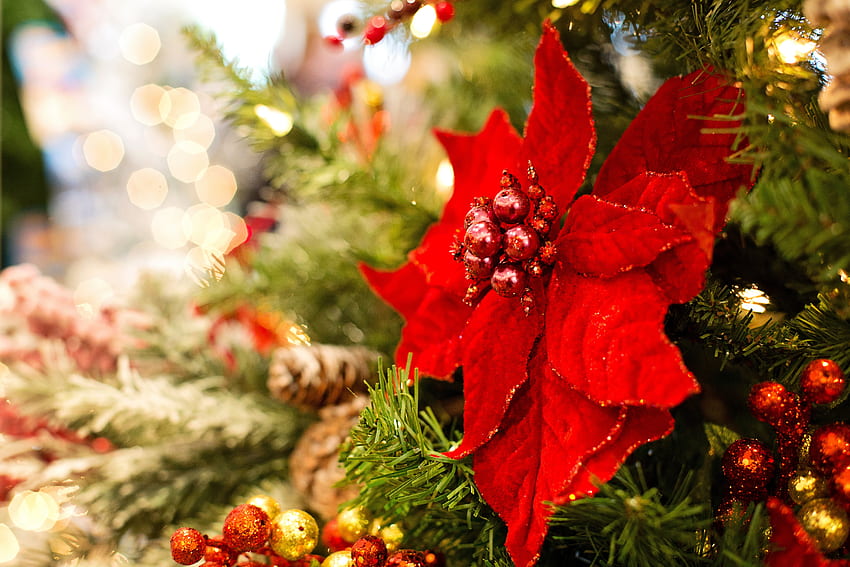 休日, 葉, 新年, 花, クリスマス, クリスマス ツリー, 装飾, ポインセチア, お祝い, Poinsity 高画質の壁紙