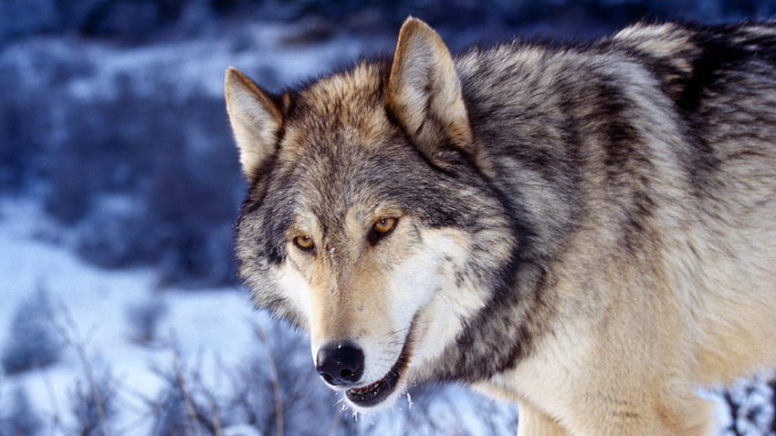 Eyes, face, predator, wolf HD wallpaper | Pxfuel