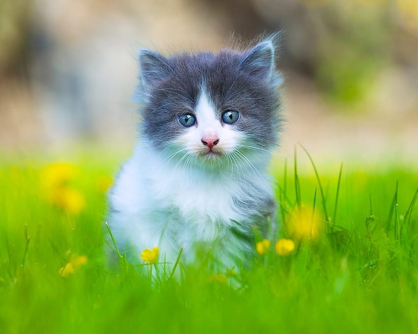 Gattino in piedi sull'erba verde, animale, gattino, verde, carino, gatto, erba Sfondo HD