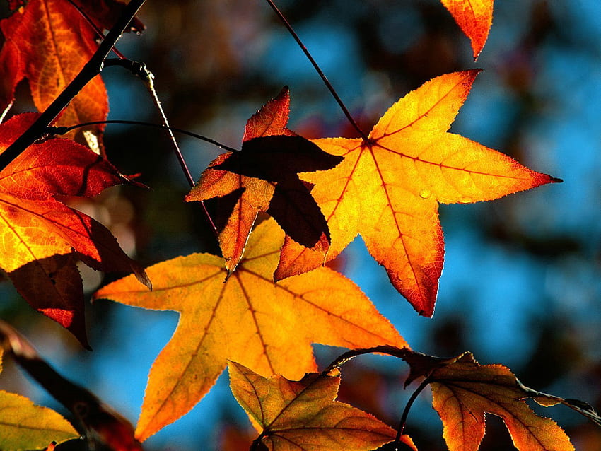 Nature, Autumn, Leaves, Shine, Light, Shadow HD wallpaper
