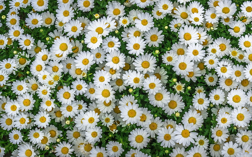 ดอกคาโมไมล์ ฤดูใบไม้ผลิ Marguerite ดอกเดซี่ ดอกสีขาวสีเหลือง วอลล์เปเปอร์ HD