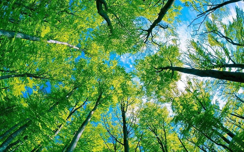 ユニークで美しい自然の緑、緑の風景 高画質の壁紙
