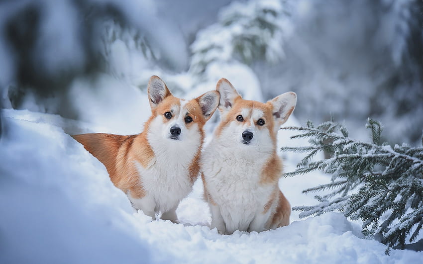 Pembroke Welsh Corgi, invierno, perros, Corgi, nieve fondo de pantalla