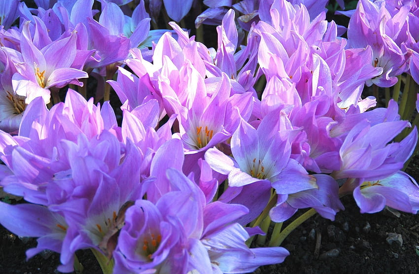 Blumen, aufgelöst, lose, Frühling, Primel, Krokusse HD-Hintergrundbild