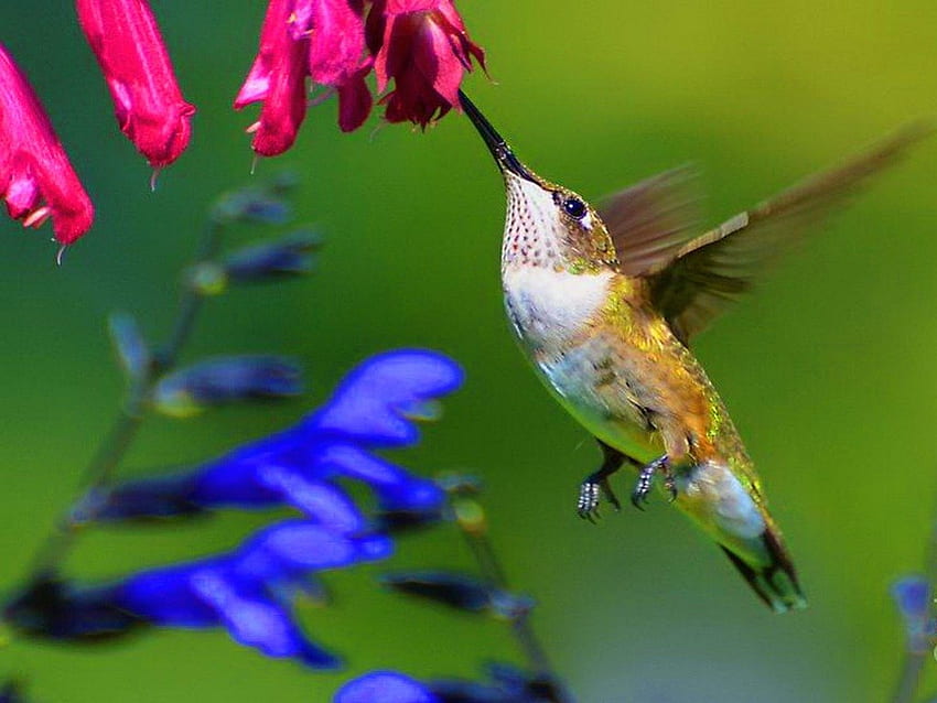 Kunjungan pagi musim semi, burung kolibri, merah muda, burung, bunga Wallpaper HD