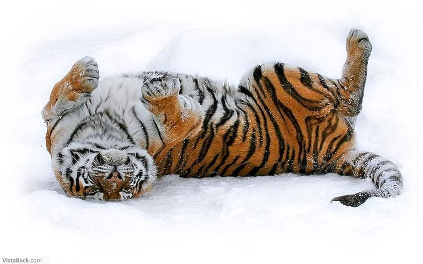 Tygrys, koty, zwierzęta, śnieg Tapeta HD