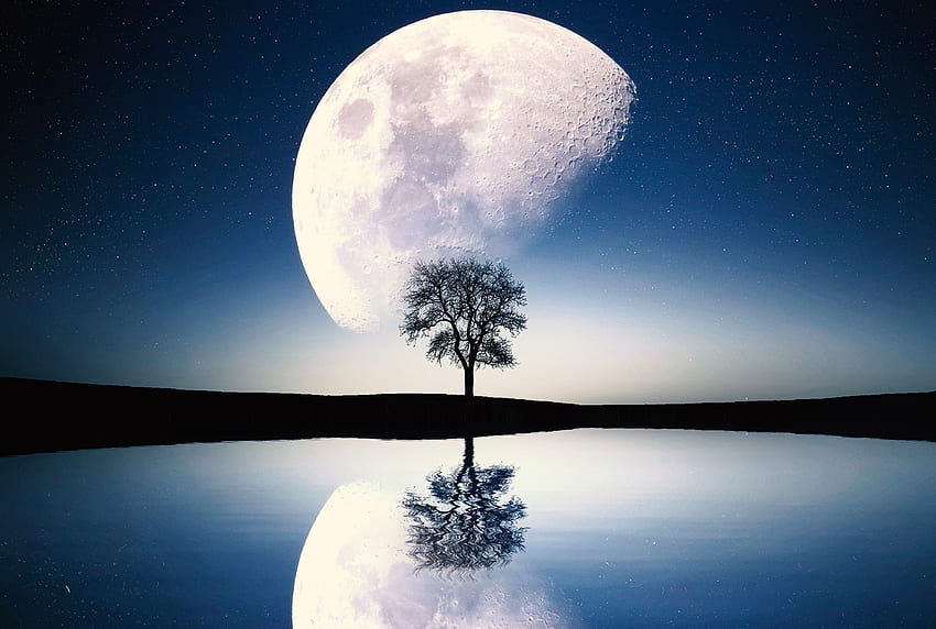 Luna, albero, lago, riflessi, silhouette, arte Sfondo HD