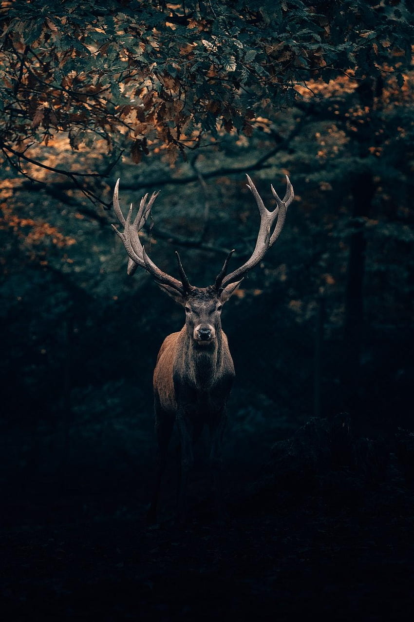 鹿の森、鹿の絵 HD電話の壁紙