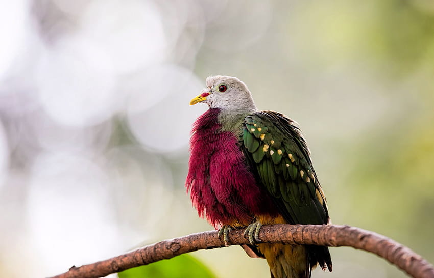 Dove, branch, colorful, feather, green, red, pasare, pigeon HD wallpaper