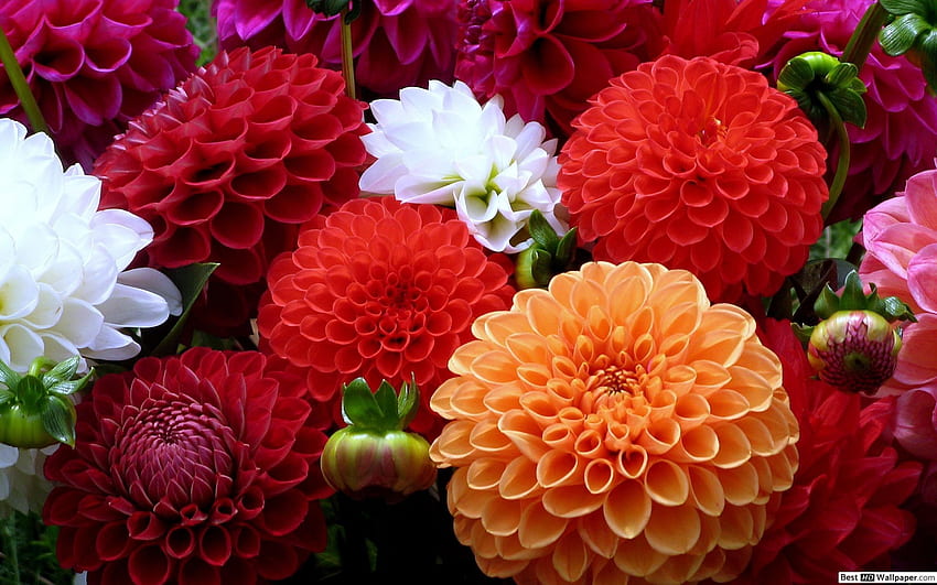 Dahlia Flower - Melhor, cores de flores papel de parede HD