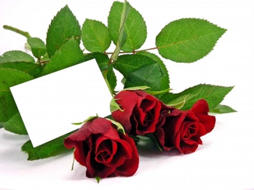Rosa Vermelha Com Gift Card, natureza, flores, rosa vermelha, plantas papel de parede HD