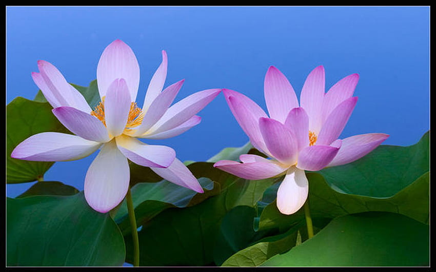Lotus, flowers HD wallpaper