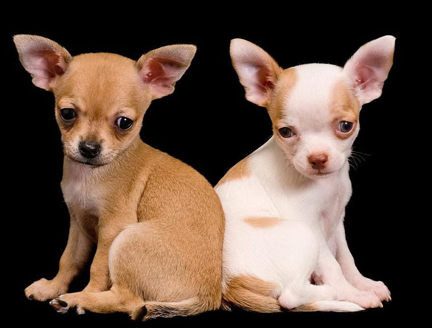 TWO CUTE PUPS, puppy, dogs, puppies, cute, canine, chihuahua HD wallpaper