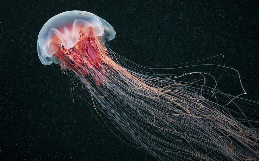 Jellyfish Nature Sea Animals / - Sea Animals, Cute Sea Animal HD wallpaper