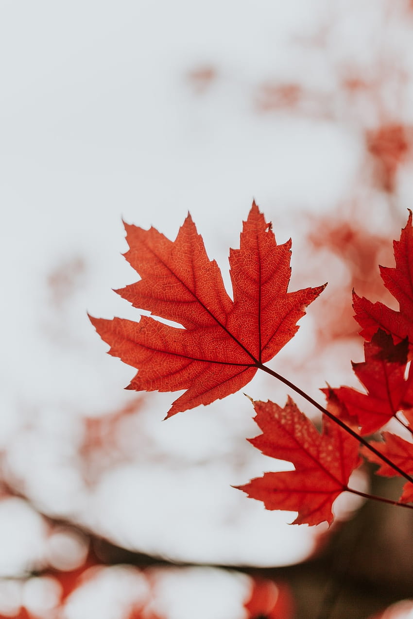 Maple Leaves, Canadá Maple Leaf Papel de parede de celular HD