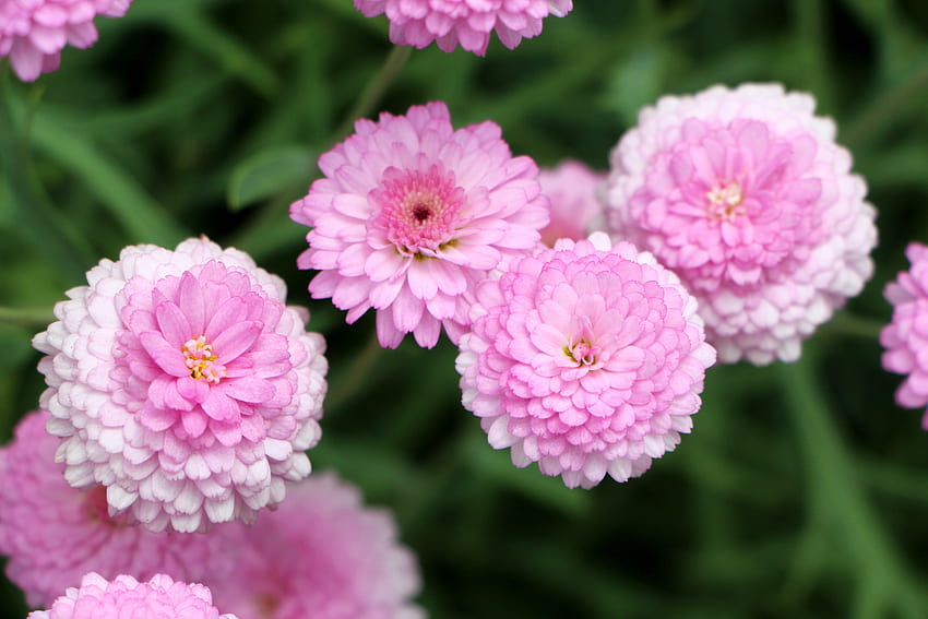 Flowers, Pink, Chrysanthemum HD wallpaper