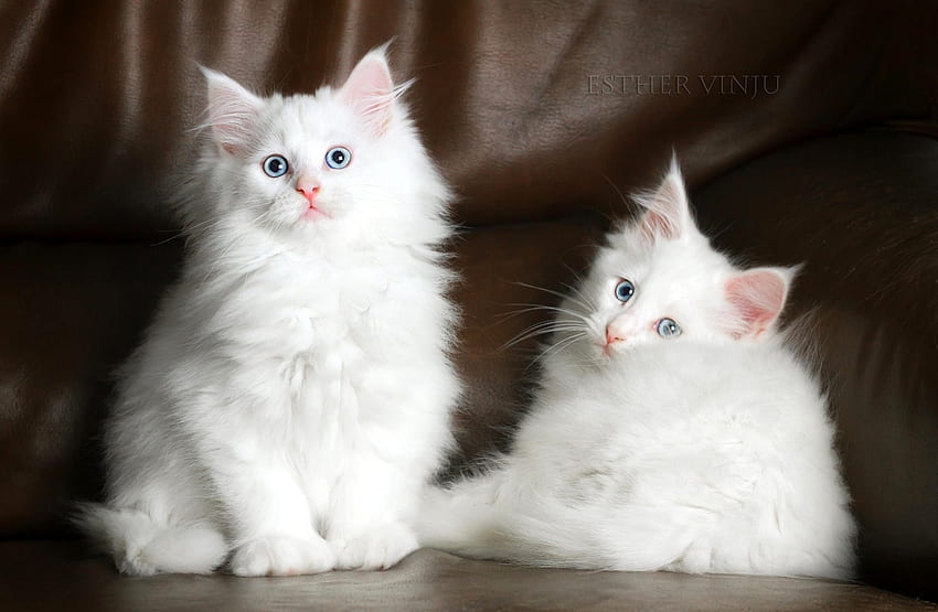 Gattini bianchi, animale, gattino, gatto, felino Sfondo HD