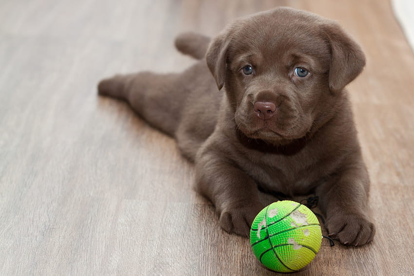 Hewan, Bola, Menyenangkan, Anak Anjing, Labrador Wallpaper HD