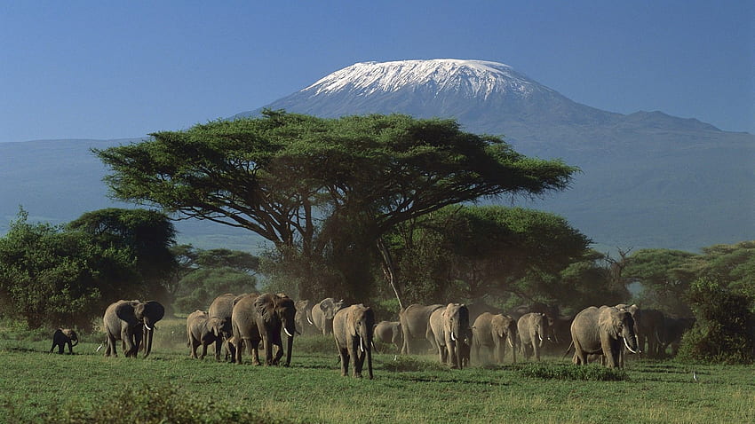 słonie, Afryka, Park Narodowy, Kenia, słoniątko, Kilimandżaro, małe zwierzęta Tapeta HD