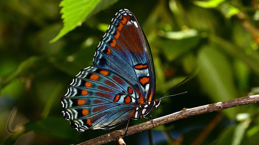 Сини кафяви точки Дизайн на черна линия Пеперуда върху пръчка в размазан фон Зелени листа Пеперуда HD тапет