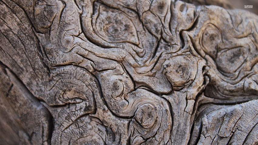 tree bark - Tree bark , Tree bark, Tree bark texture HD wallpaper