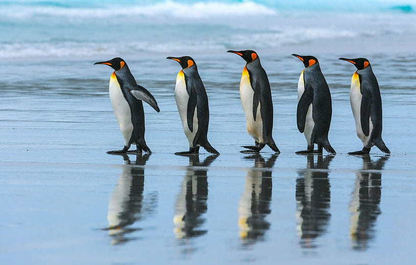 sea, beach, the ocean, pack, penguins, walk, Emperor penguin for , section животные HD wallpaper