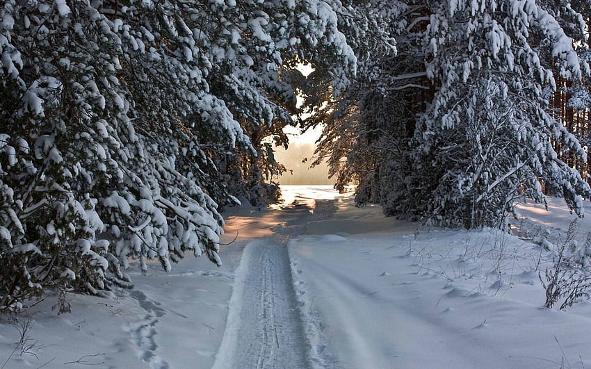 ฤดูหนาว, ธรรมชาติ, ต้นไม้, หิมะ, เส้นทาง, หิมะปกคลุม, เส้นทาง, หิมะตก, สกี, สกี, เสื้อคลุม, ชุด วอลล์เปเปอร์ HD