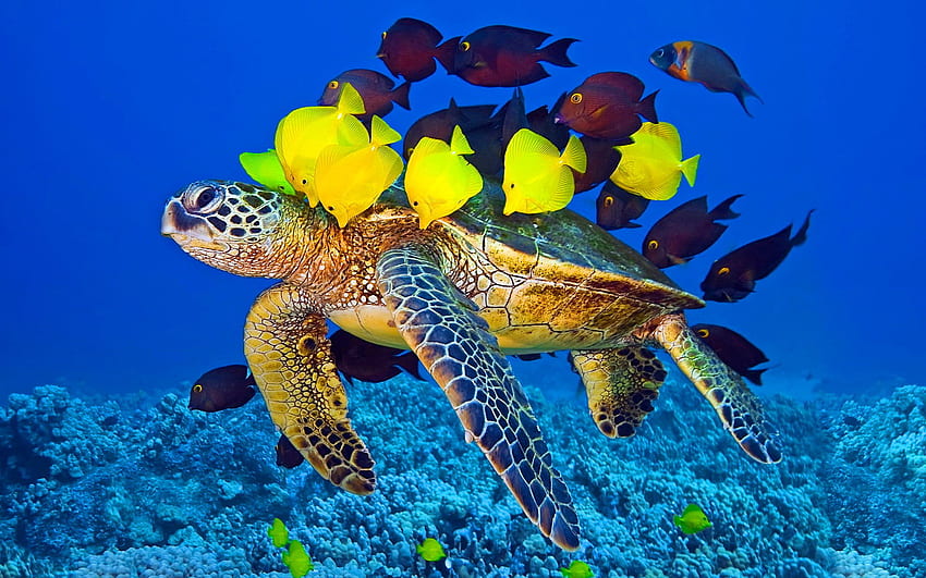 Ultra hawksbill turtle | Ultra | Pinterest | Turtle and Sea turtles HD wallpaper