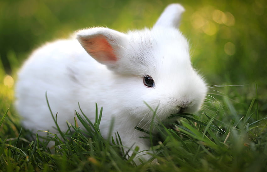 สัตว์ อาหาร หญ้า น่ารัก ที่รัก กระต่าย วอลล์เปเปอร์ HD