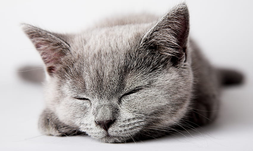 Animals, Kitty, Kitten, Muzzle, Sleep, Dream HD wallpaper
