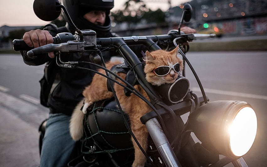 Cats Funny motorcycle Motorcyclist eyeglasses Animals HD wallpaper