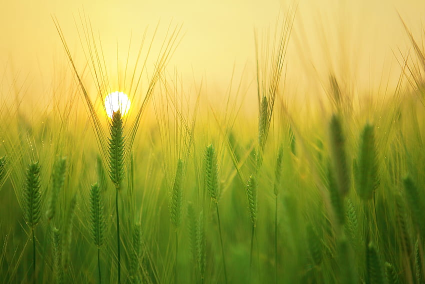 Nature, Sun, Field, Barley HD wallpaper