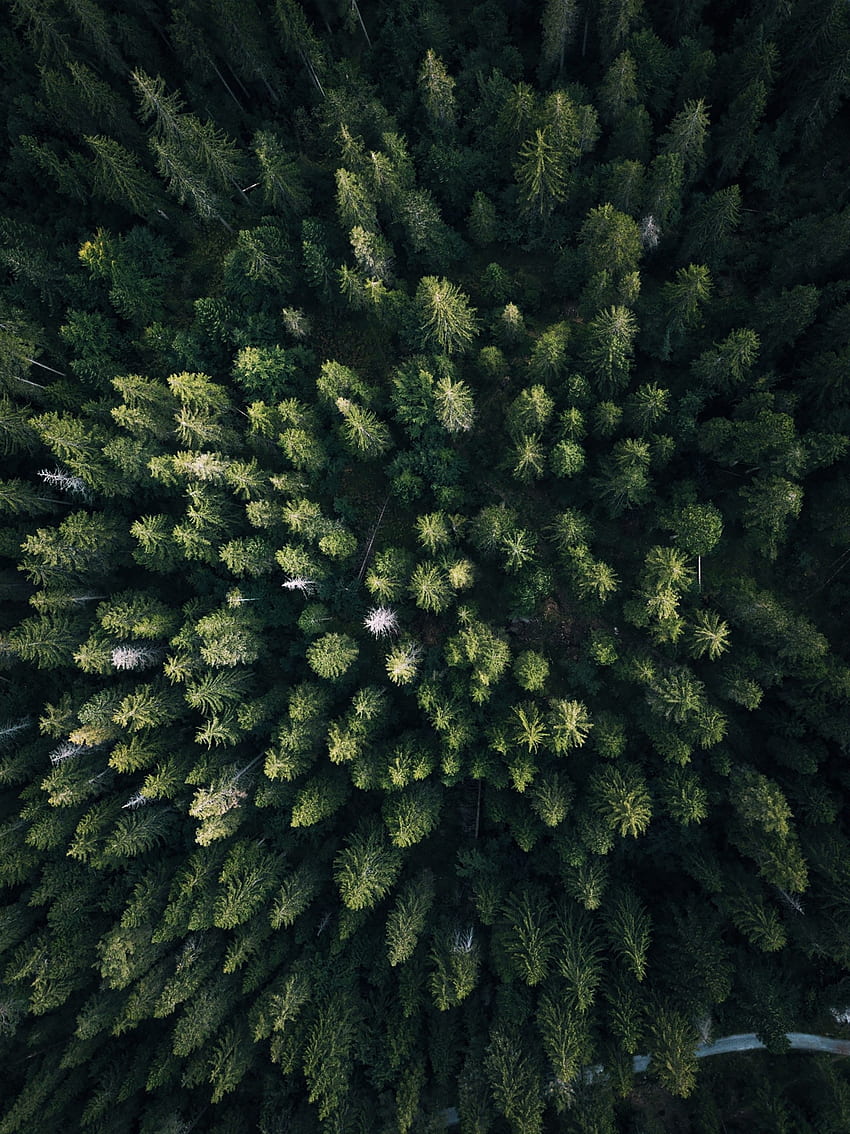 Nature, Trees, View From Above, Forest, Overview, Review HD phone wallpaper