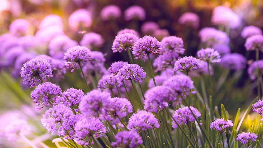 Pétales Fleurs Violettes Plantes Vertes Rayons Soleil Arrière Plan Flou Fleurs Fond d'écran HD