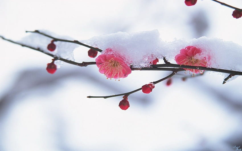 Winter To Spring , Early Winter HD wallpaper