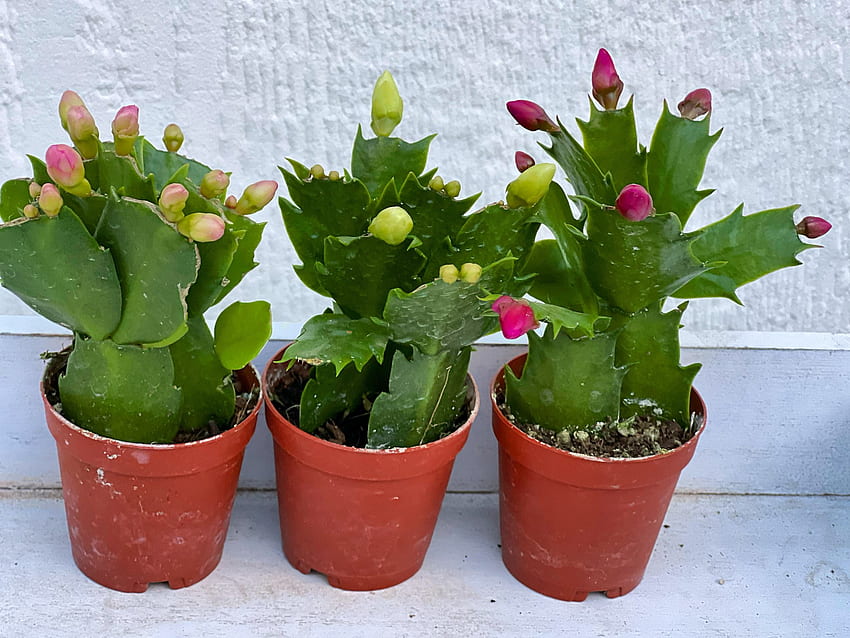 Mini Christmas Cactus Trio – In Succulent Love, Christmas Succulents HD wallpaper