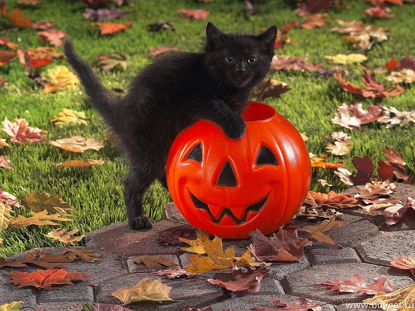 Black Cat Halloween . Black Cat celebrates HD wallpaper | Pxfuel