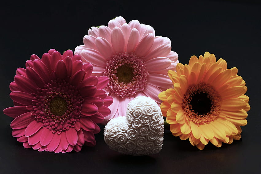 Feiertage, Blumen, Herz, Gerbera, Valentinstag HD-Hintergrundbild