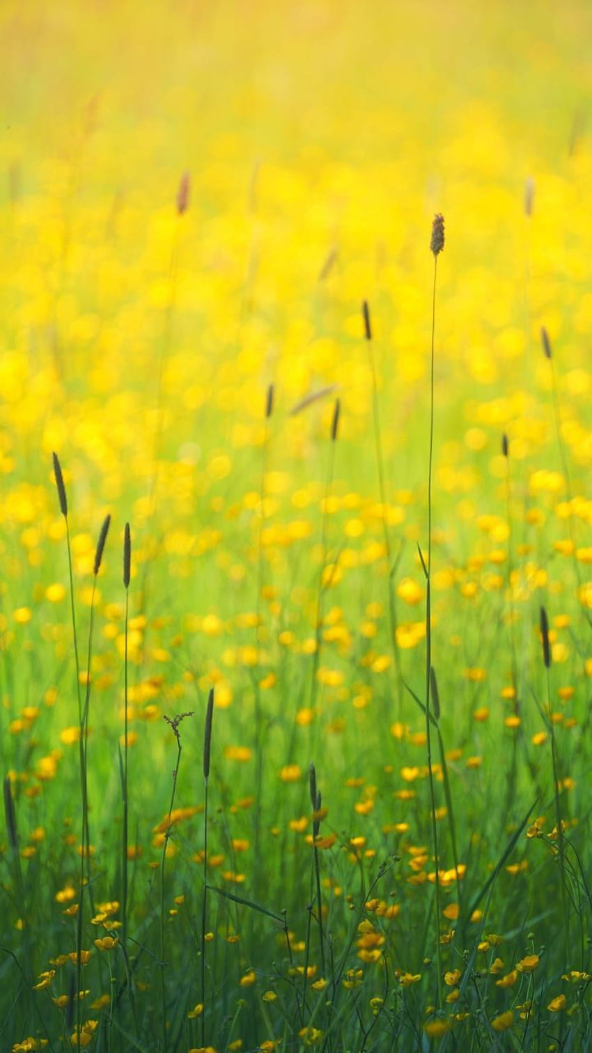 Yellow meadow field HD wallpapers | Pxfuel