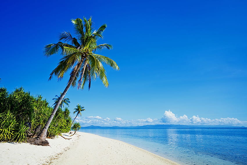 Philippines beaches Sea Nature Palms Tropics Coast HD wallpaper | Pxfuel