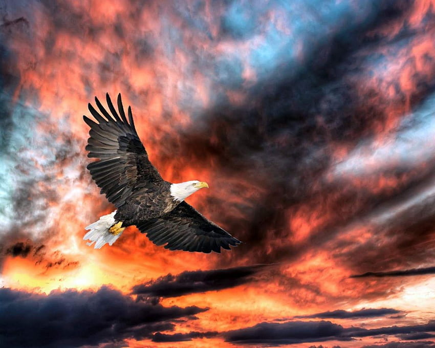 Eagle In Flight Sunset, , , Background, 9ljf94 HD wallpaper | Pxfuel