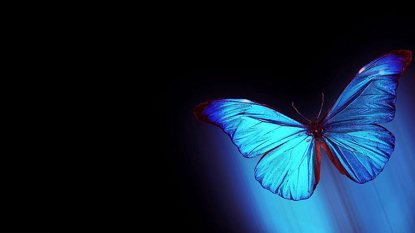 Blue Butterfly, Dark Butterfly HD wallpaper