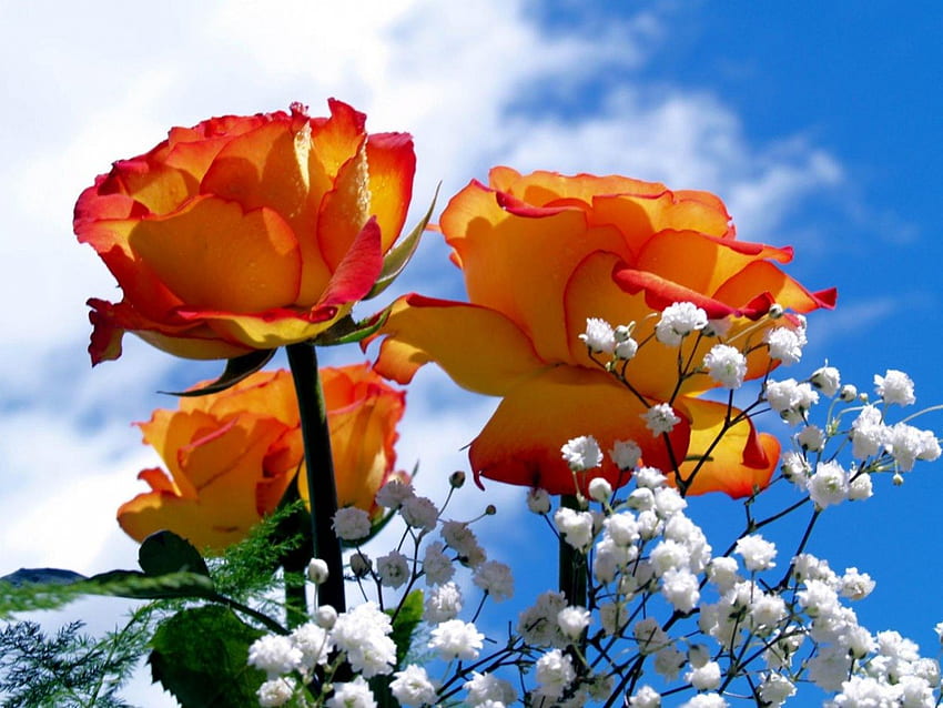 オレンジ色のバラ、花、バラ 高画質の壁紙