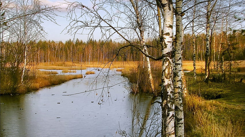 Landscape, Nature, Rivers, Autumn, Birches HD wallpaper