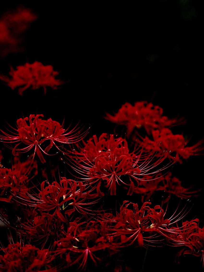 Rote Spinnenlilie, Dämonentöter-Blume HD-Handy-Hintergrundbild