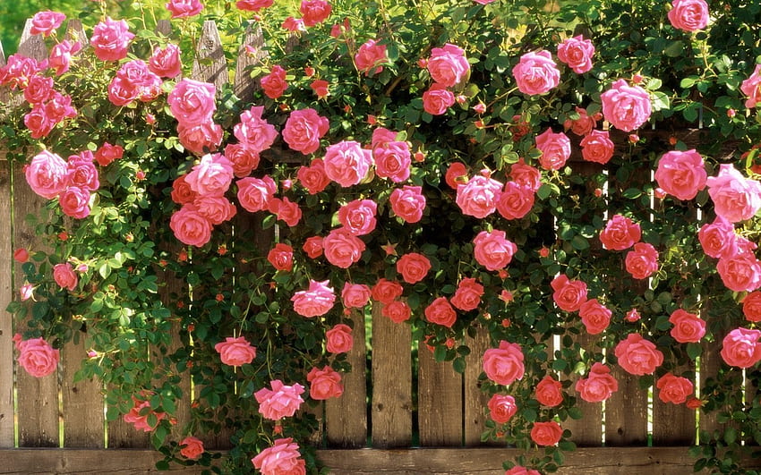 Aggregate more than 84 english rose garden wallpaper latest
